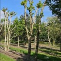 Platanus x Hispanica - 2