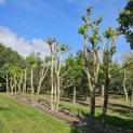 Platanus x Hispanica - 1