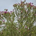 Magnolia 'Susan' - 4