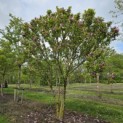 Magnolia 'Susan' - 4
