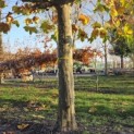 Platanus hispanica - een LAGE onderstam van circa 200 cm onder het dak.
