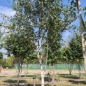 Betula utilis 'Jacquemontii' (Doorenbos) - 2