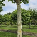 Platanus hispanica - Foto 8