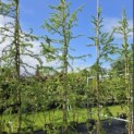 Larix kaempferi 'Diana' - juni 2026