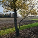 Betula Nigra