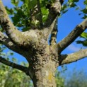 Platanus hispanica - 3