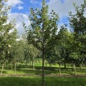 Malus domestica 'Rode Boskoop' - Foto 2