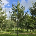 Malus domestica 'Rode Boskoop' - Foto 3