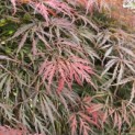 Acer palmatum 'Garnet' - Foto 4