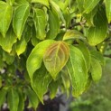 Cornus 'Norman Hadden' - 2