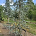 Cedrus libani 'Glauca' - Foto 2