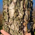 Betula nigra