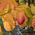 Parrotia persica 'Vanessa' - 6