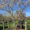 Amelanchier lamarckii - Foto 3
