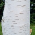Betula utilis 'Doorenbos' - Foto 4