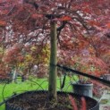 Acer palmatum 'Garnet' - Foto 3