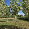 Liriodendron tulipifera 'Snowbird' - 2