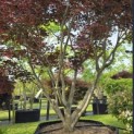 Acer palmatum 'Fireglow' - 2