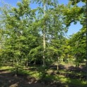 Fagus sylvatica - Foto 3