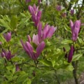 Magnolia 'Susan' - 3