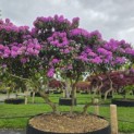 Rhododendron Roseum Elegans - 2