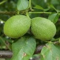 Juglans regia 'Bella Maria'' - 1