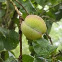 Prunus domestica 'Bleue de Belgique' - 2