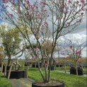 Magnolia 'Susan' - 2
