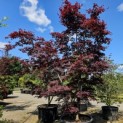 Acer palmatum 'Bloodgood' - juni 2025