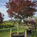 Acer palmatum 'Bloodgood' - Foto 5