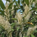 Prunus laurocerasus 'Caucasica' - Foto 6