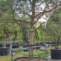 Pinus sylvestris - Foto 4