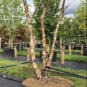 Betula nigra - 3