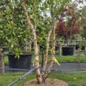 Betula nigra - 2