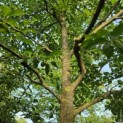 Styrax japonicus - 2