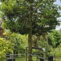 Ilex Aquifolium - 4