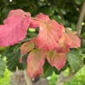 Parrotia persica - 1