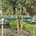 Quercus ilex - 1