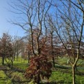 Fagus sylvatica - 3