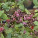 Vaccinium corymbosum 'Bluecrop' - 2