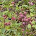 Vaccinium corymbosum 'Bluecrop' - 3