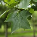Liriodendron tulipifera - 1