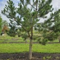 Pinus nigra 'Nigra' - 6