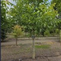 Juglans regia - 1
