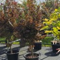 Acer palmatum 'Twombley's Red Sentinel' - Foto 2
