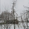 Carpinus betulus 'Pendula' - januari 2026
