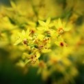 #474 Koelreuteria paniculata Blasenesche