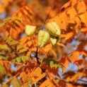 #474 Koelreuteria paniculata Blasenesche