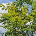 #474 Koelreuteria paniculata Blasenesche