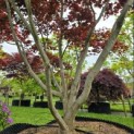 Acer palmatum 'Fireglow' - 4